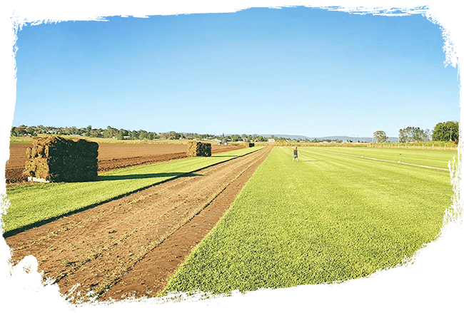 Hunter Valley turf supplied from our Maitland farm